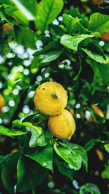 Листья лимона