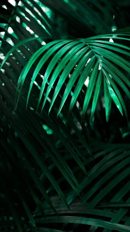 Лист пальмы