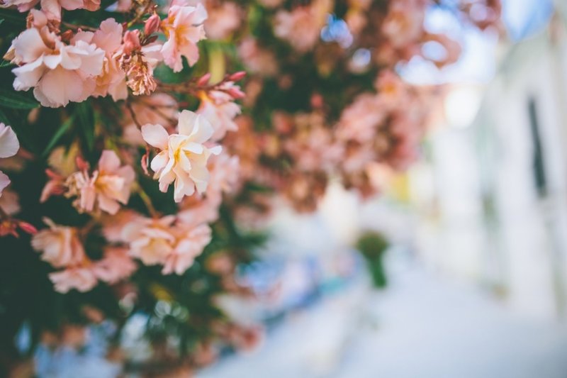 Весна цветы