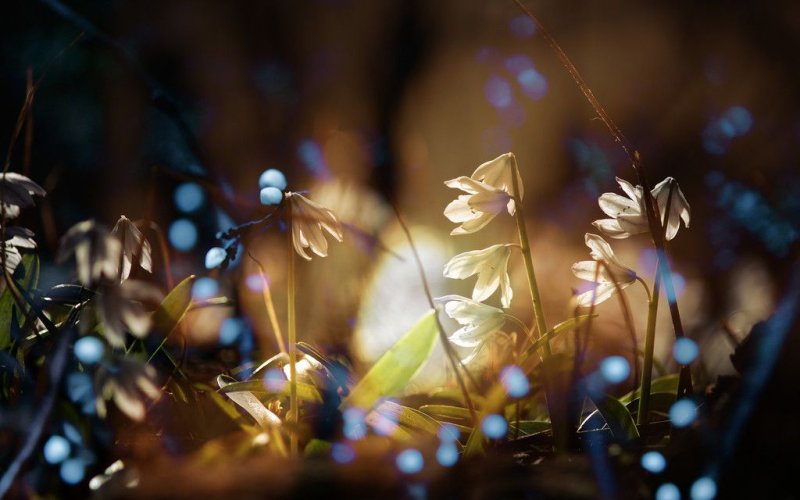 Боке природа