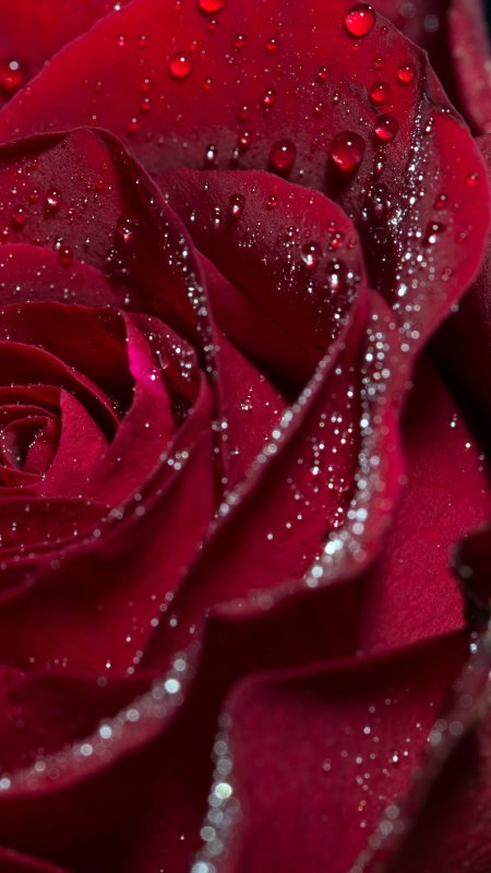 Красно бордовые розы