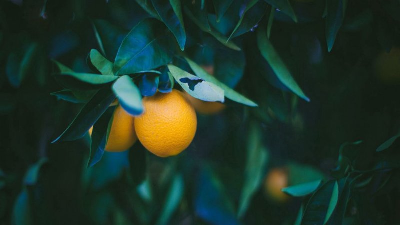 Ветка лимона