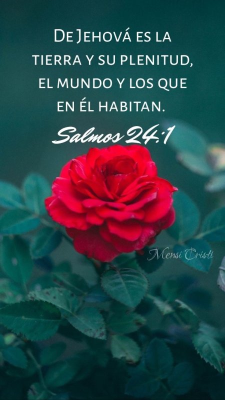 Красные розы