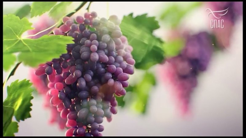 Спас заставка