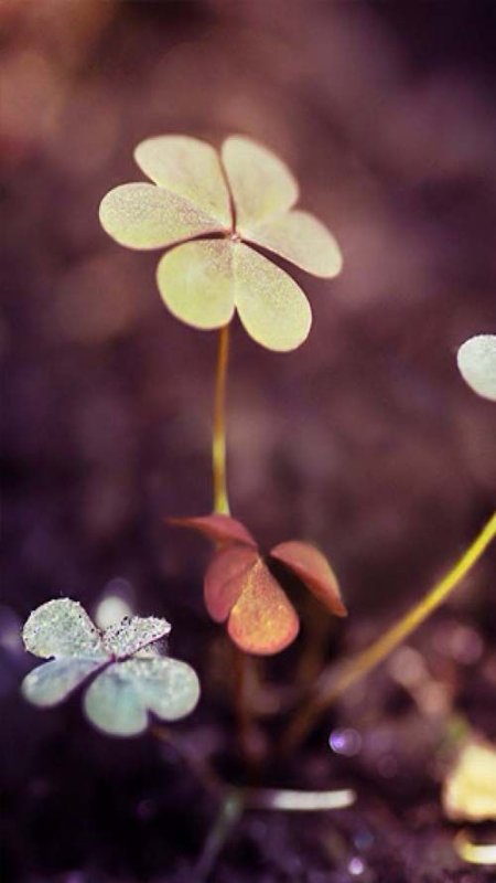 Клевер красивый