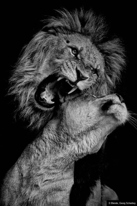 Львы любовь