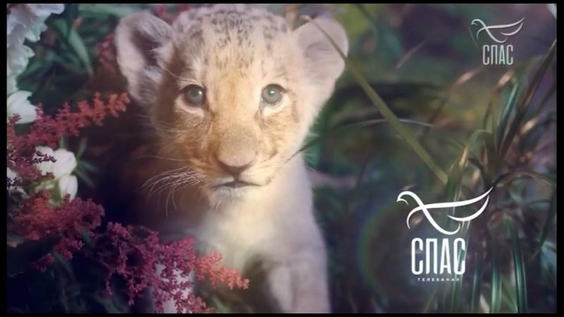 Телеканал спас заставка не бойся я с тобой