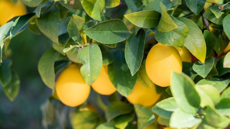 Лимон кустарниковый