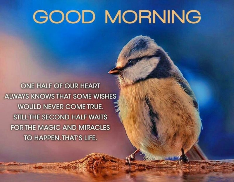 Птица на ветке