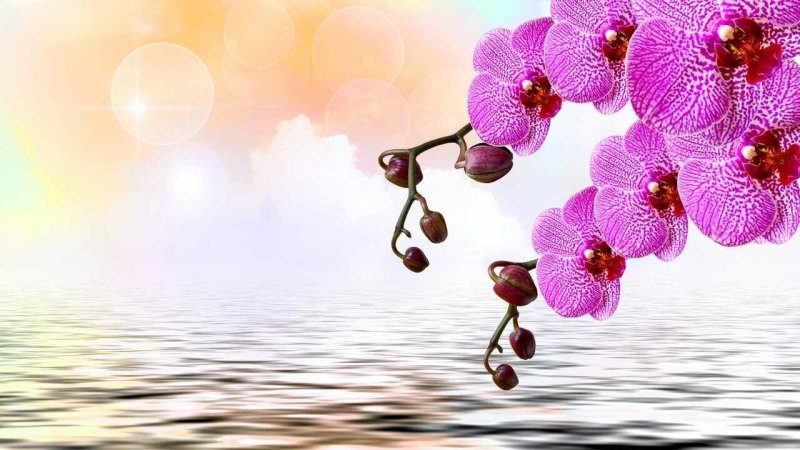 Орхидея розовая