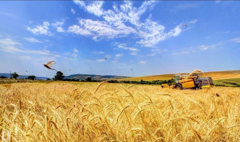 Пшеничное поле Алексеевский район РТ