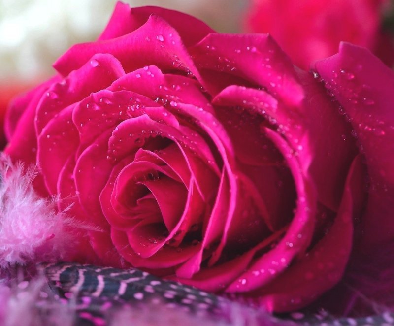 Шикарные розовые розы