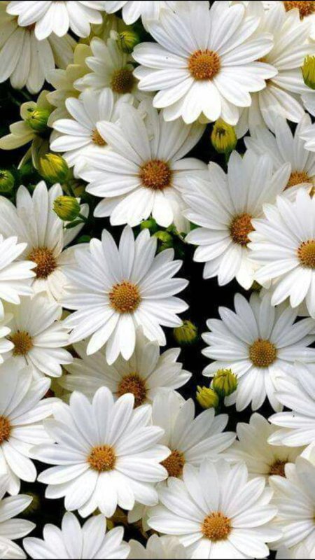 Красивые цветочки