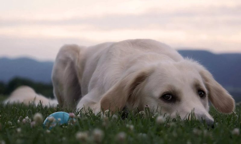 Лабрадор белый щенок