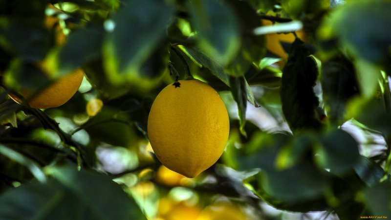 Ветка лимона