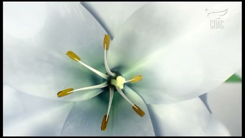 Заставка телеканала спас 2005