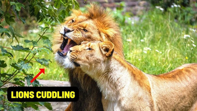 Лев и львица