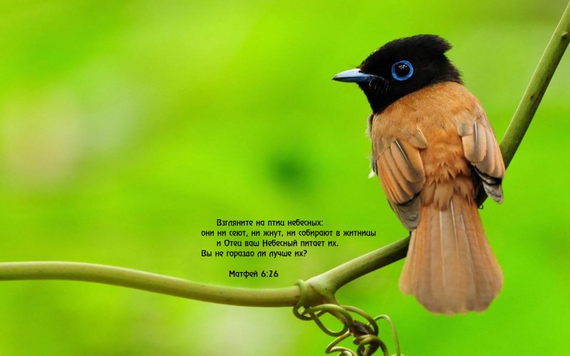 Маленькая красивая птичка