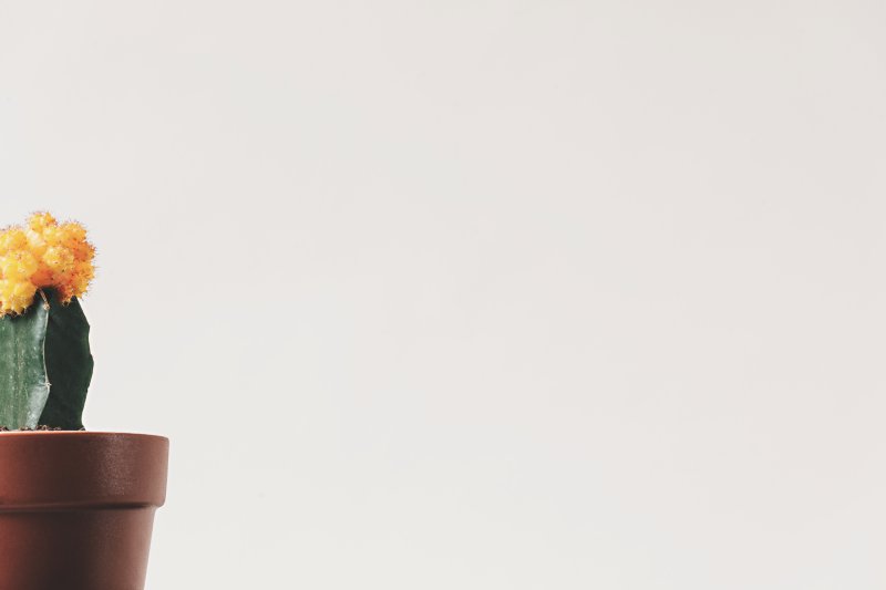 Растения Эстетика Минимализм