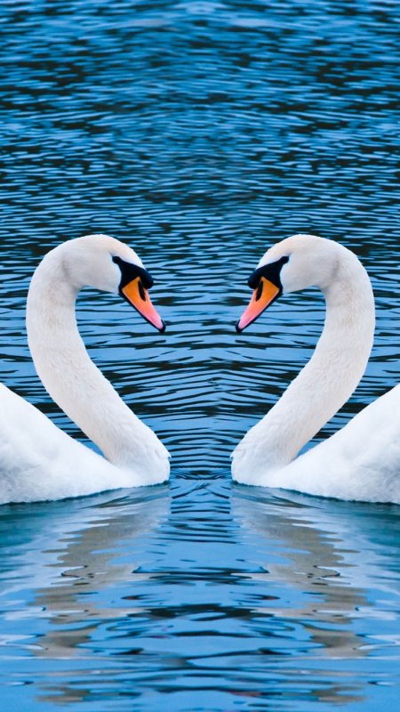 Лебедь шипун