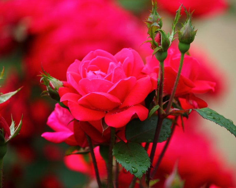 Красно розовые цветы