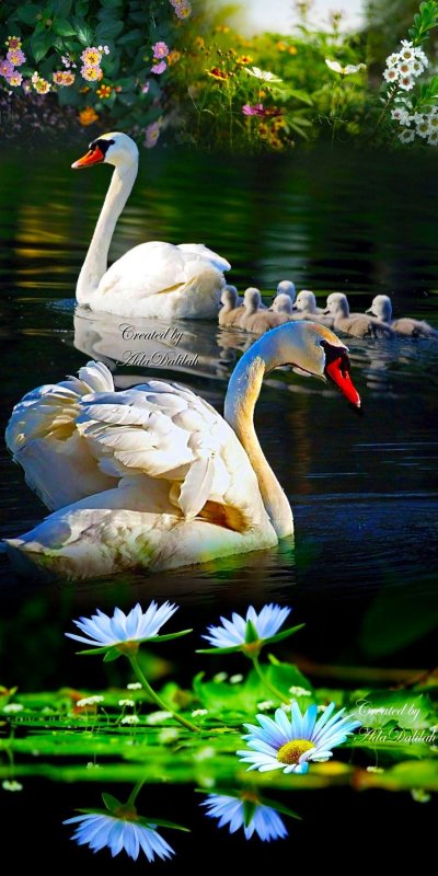 Прекрасные лебеди