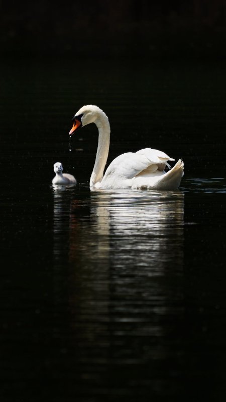 Обои лебеди