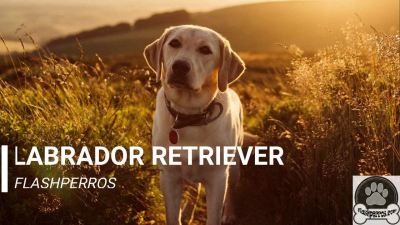 Лабрадор ретривер