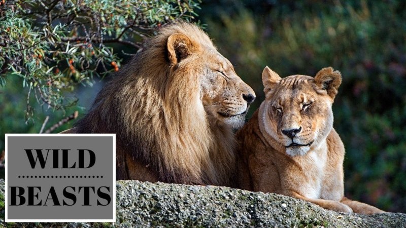 Львиный Прайд