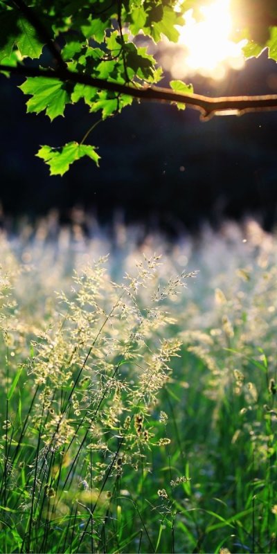 Трава на рассвете