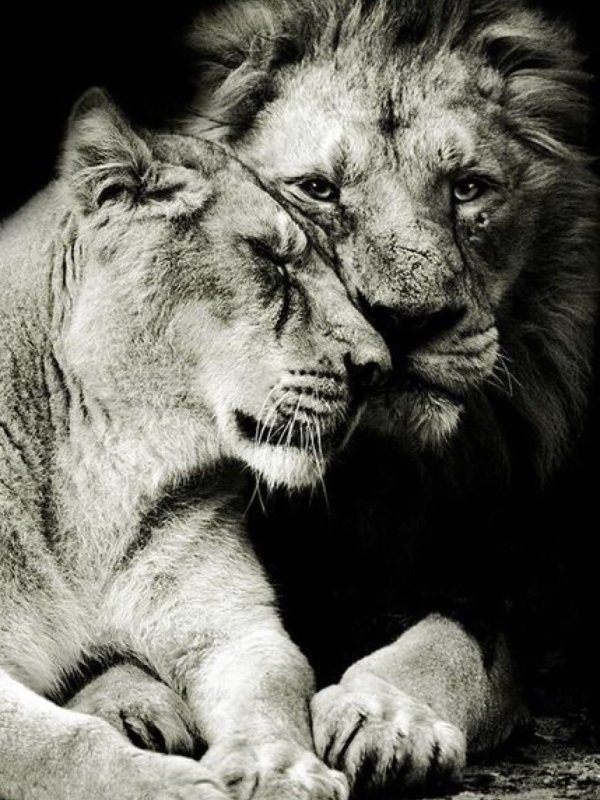 Львы любовь