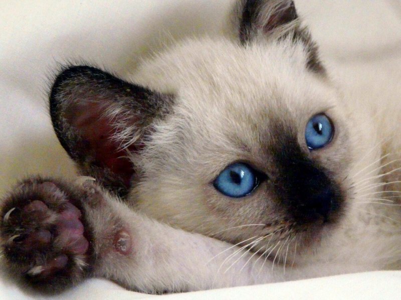 Сиамская кошка котенок
