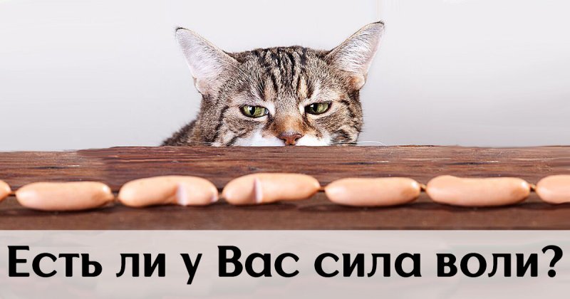 Сила воли картинки прикольные