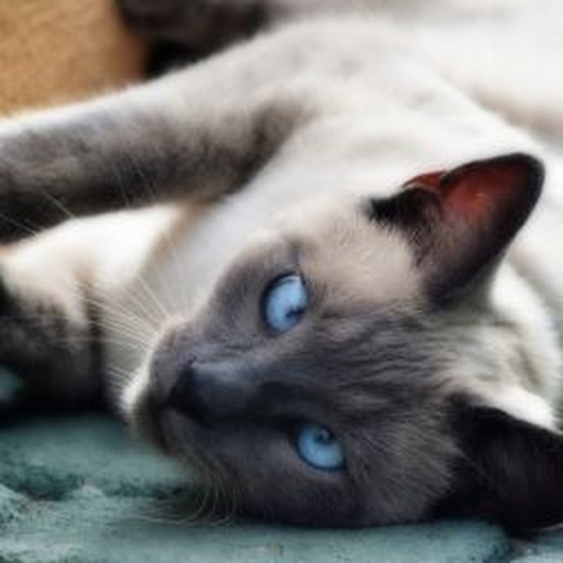 Сиамский кот косоглазый