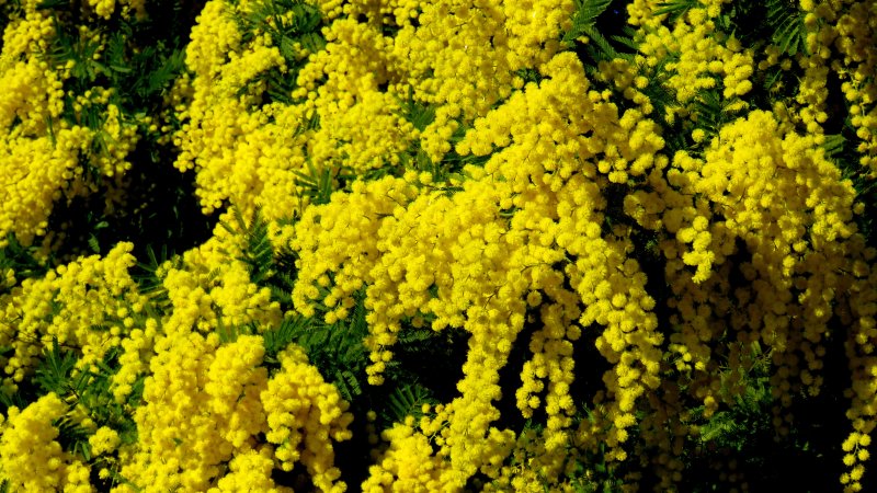 Мимоза цветок