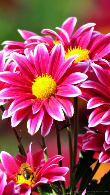 Цветы вертикальные картинки