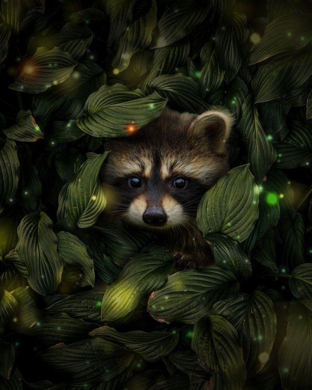 Енот Постригун