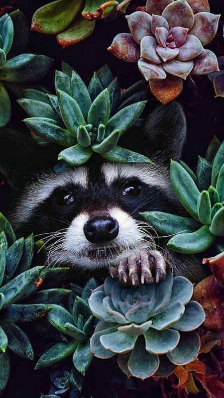 Енот в цветах