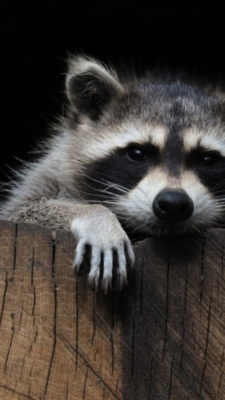 Красивый енот