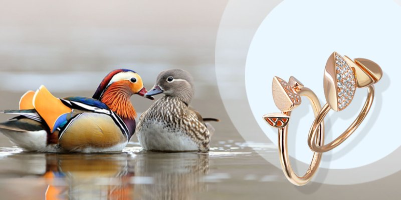 Утка Мандаринка Озерная