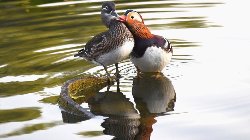 Утки мандаринки