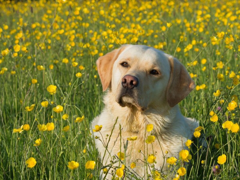 Лабрадор ретривер золотистый
