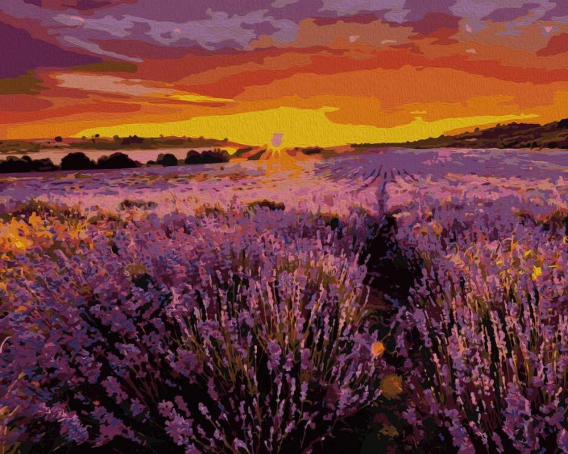 Лавандовое поле. Прованс