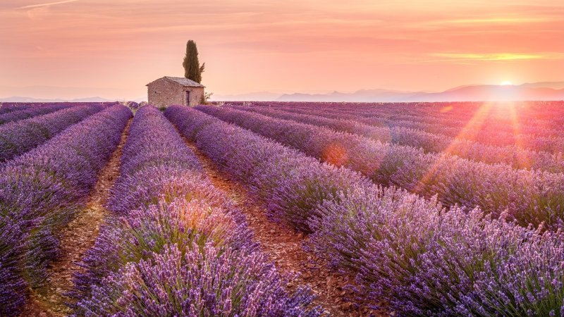 Долина Лефкадия Лавандовые поля
