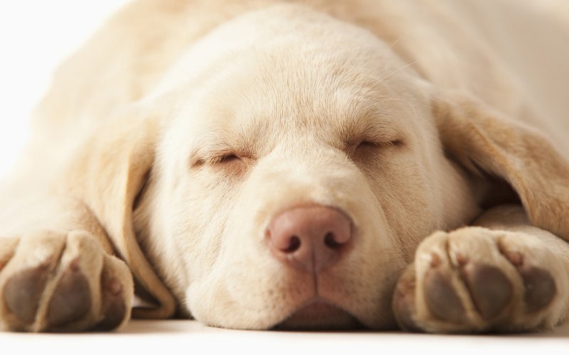 Красивый лабрадор ретривер