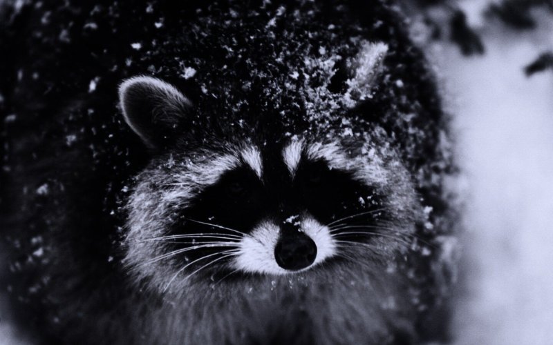 Картинки на рабочий стол енот