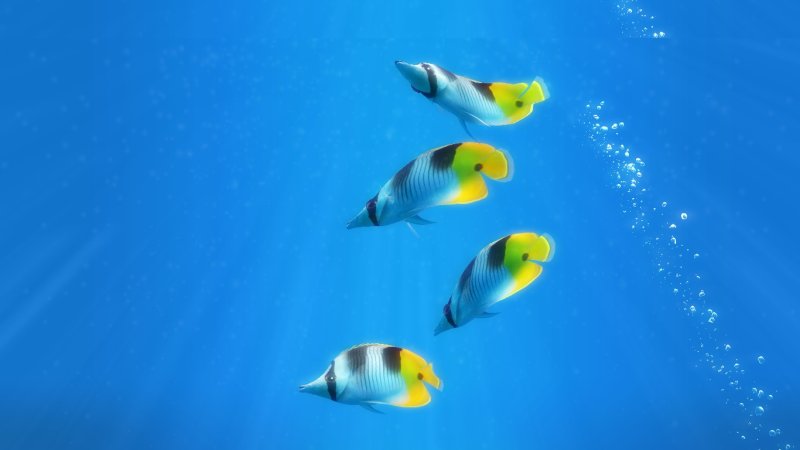 Картинки на рабочий стол рыбки