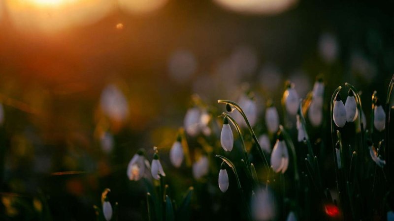 Весна солнце цветы