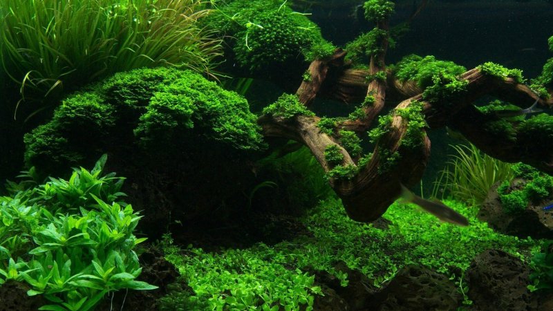 Акваскейп с валлиснерией