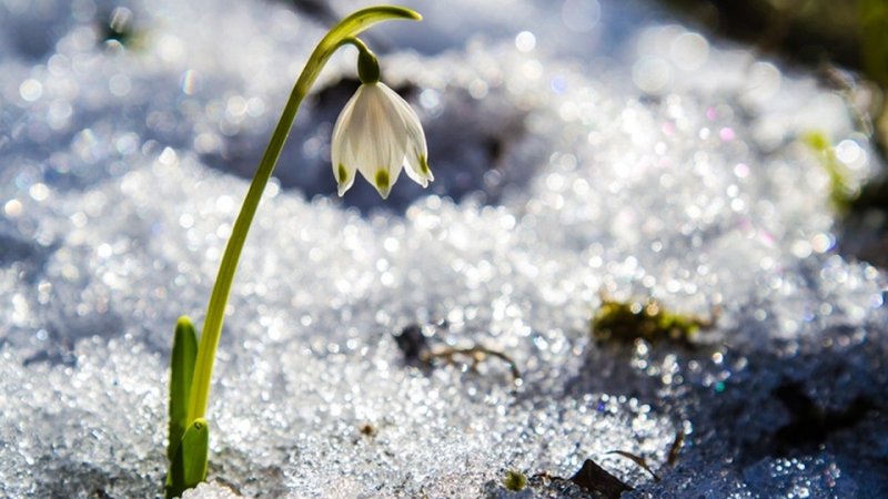 Весна подснежники